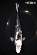 9.25" GINRIN MATSUKAWABAKE