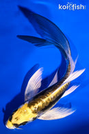 5.75" KIN KIKOKURYU BUTTERFLY