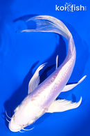 7" DOITSU PLATINUM OGON BUTTERFLY