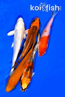 PACK OF (5) 4.25-5" STANDARD KOI