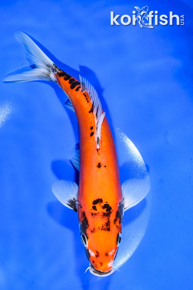 Koi Fish for Sale | Buy Koi Online | Koi Fish USA – Tagged