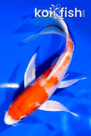 6.5" HARIWAKE BUTTERFLY