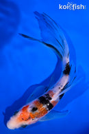 5.75" SANKE BUTTERFLY