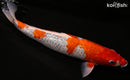 16" GINRIN GOSHIKI