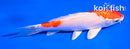 5" HARIWAKE