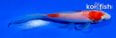 5" KOHAKU BUTTERFLY
