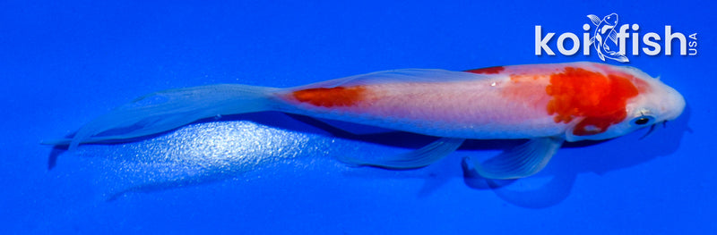 5" KOHAKU BUTTERFLY