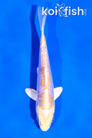 4" DOITSU LEMON HARIWAKE