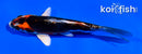 4.5" BENI KIKOKURYU