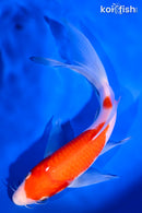 8" KOHAKU BUTTERFLY