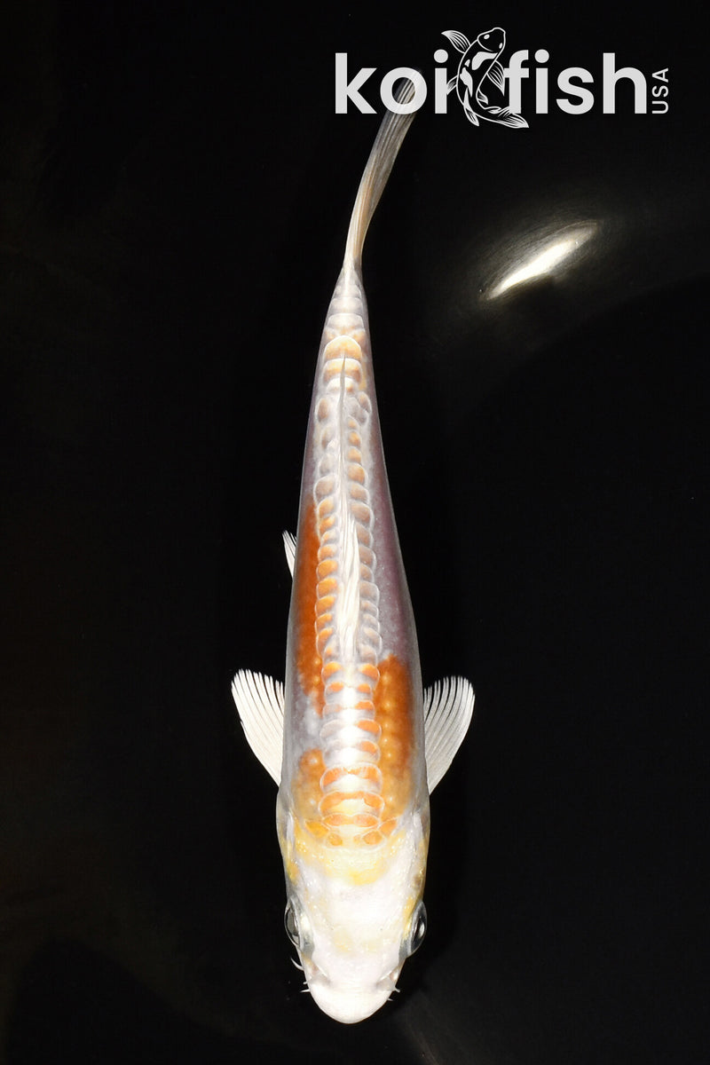 5.25" DOITSU HARIWAKE