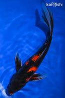 9.25" HI SHOWA BUTTERFLY