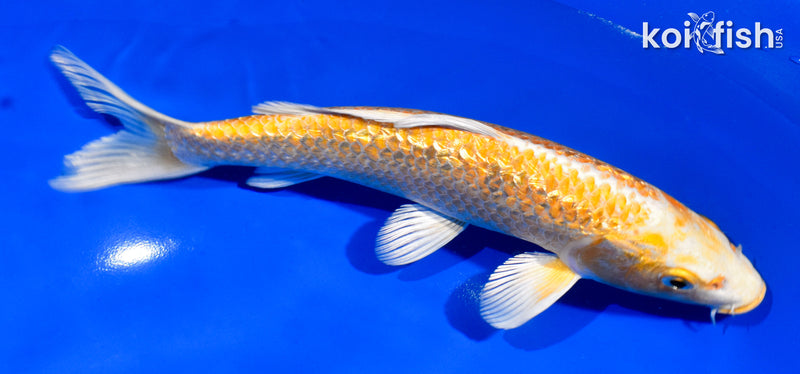 7.5" GINRIN YAMABUKI OGON