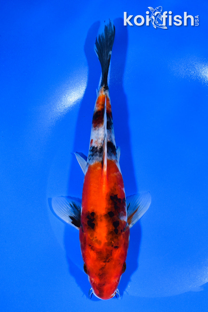 9" SHOWA