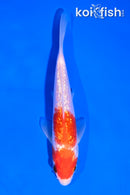 5" GINRIN KOHAKU