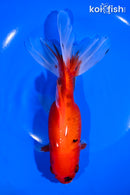 7" WATONAI GOLDFISH