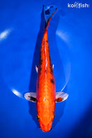 11.5" BENI KIKOKURYU