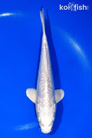 10.5" ARAGOKE PLATINUM OGON