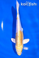 6.75" DOITSU LEMON HARIWAKE