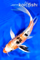 8.75" YAMATO NISHIKI BUTTERFLY
