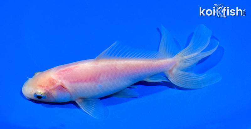 5.75" WATONAI GOLDFISH