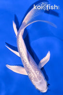 5" GINRIN PLATINUM OGON BUTTERFLY