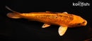 7.25" GINRIN KIN MATSUBA