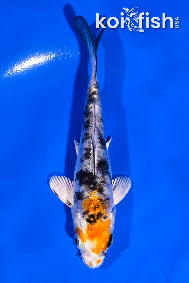 4.5" ARAGOKE HEISEI NISHIKI