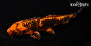 6.5" KIN ORENJI MATSUBA