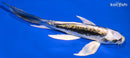 7.25" KIN KIKOKURYU BUTTERFLY