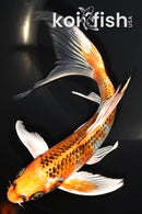 7.75" KUJAKU BUTTERFLY