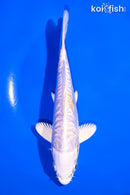 6.25" ARAGOKE LEMON HARIWAKE