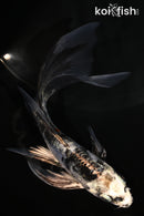 5.25" ARAGOKE BENI KIKOKURYU BUTTERFLY