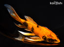 6.75" KIN HI UTSURI BUTTERFLY
