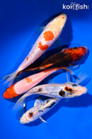 PACK OF (5) 5.25 - 5.50" STANDARD KOI