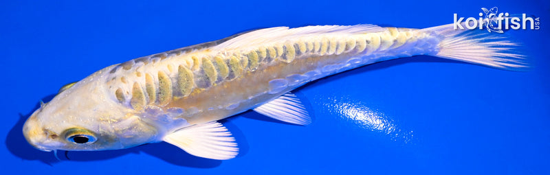 5.5" ARAGOKE KI MATSUBA