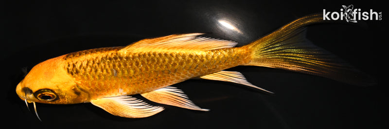 5.25" ORENJI MATSUBA BUTTERFLY