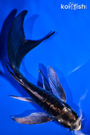 6" ARAGOKE KIKOKURYU BUTTERFLY