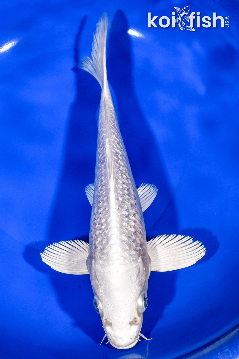 9" GINRIN PLATINUM OGON