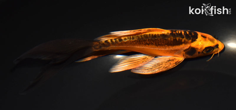 6.5" BENI KIKOKURYU BUTTERFLY