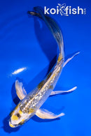 5" GINRIN KI GINGA BUTTERFLY