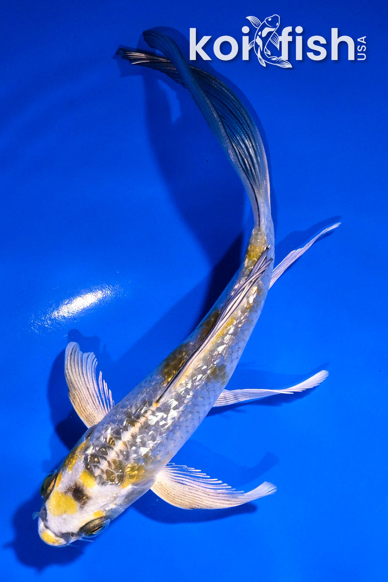 5" GINRIN KI GINGA BUTTERFLY