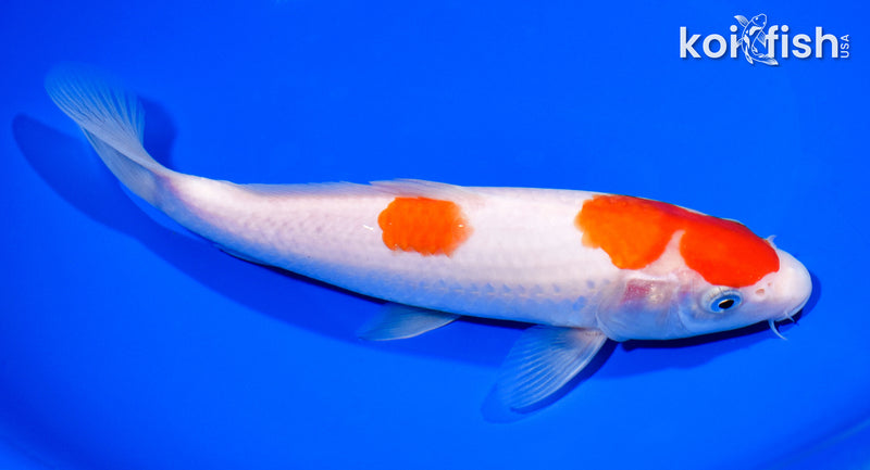 8.5" MARUTEN KOHAKU