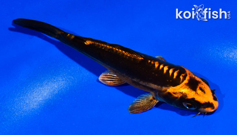 5" BENI KIKOKURYU