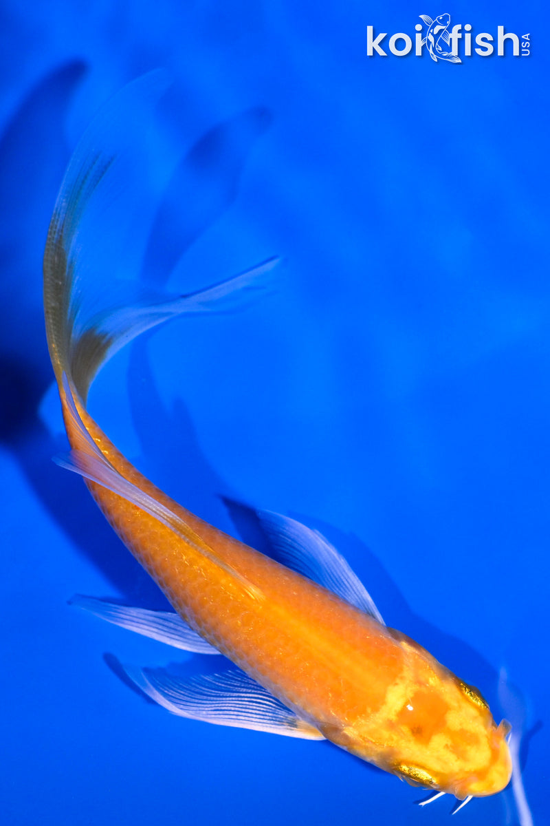 5" YAMABUKI OGON BUTTERFLY