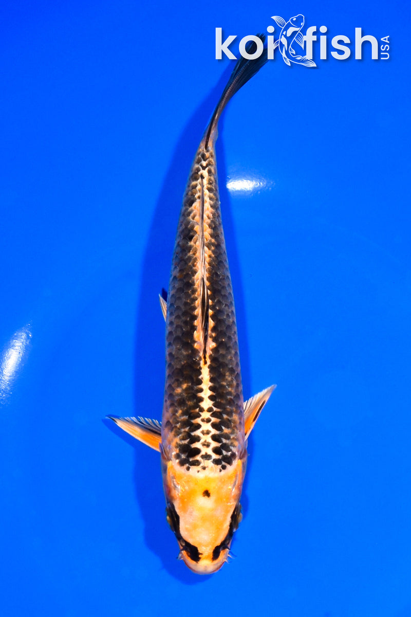 7.5" ORENJI MATSUBA