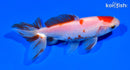 4.75" WATONAI GOLDFISH