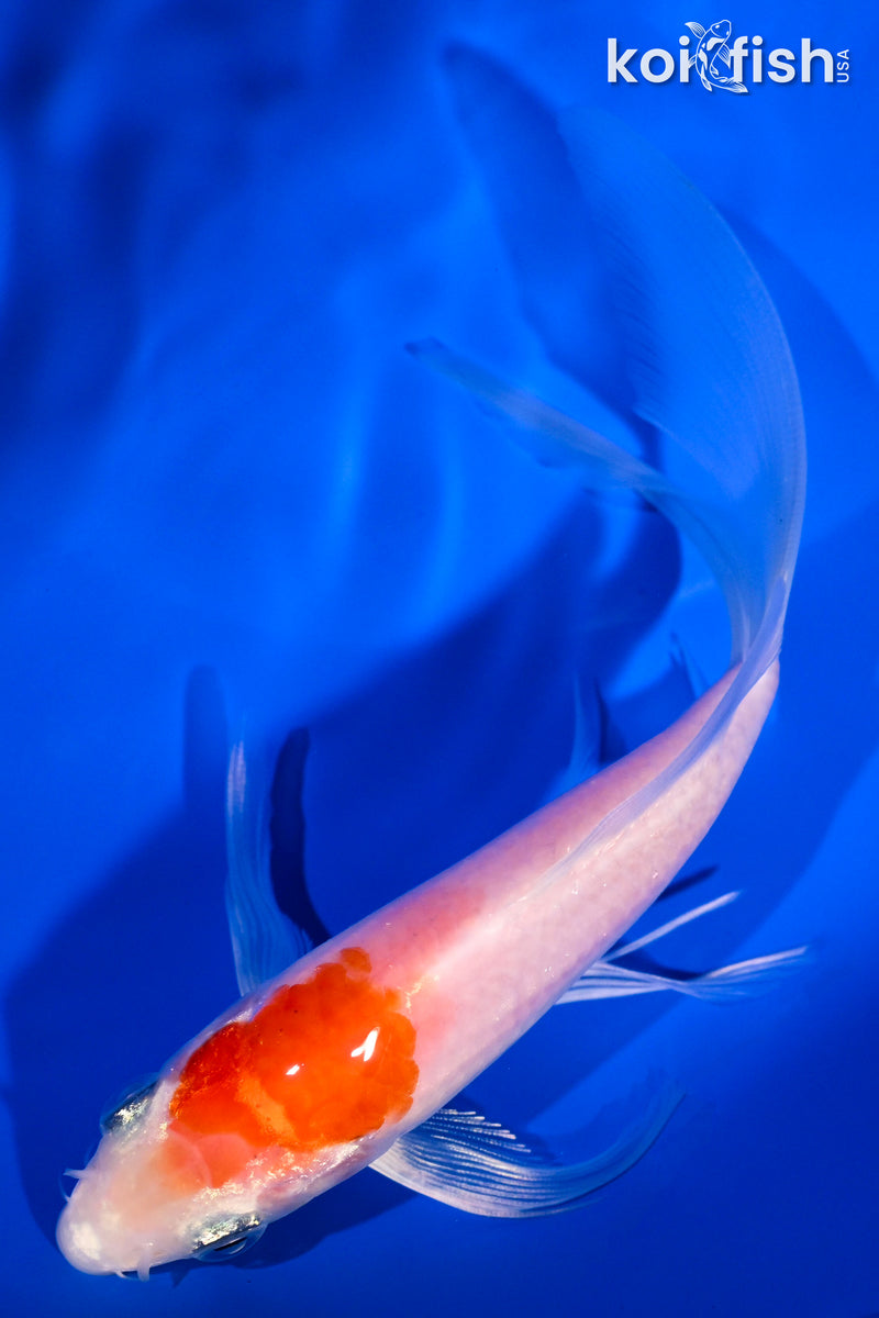 5.75" HARIWAKE BUTTERFLY