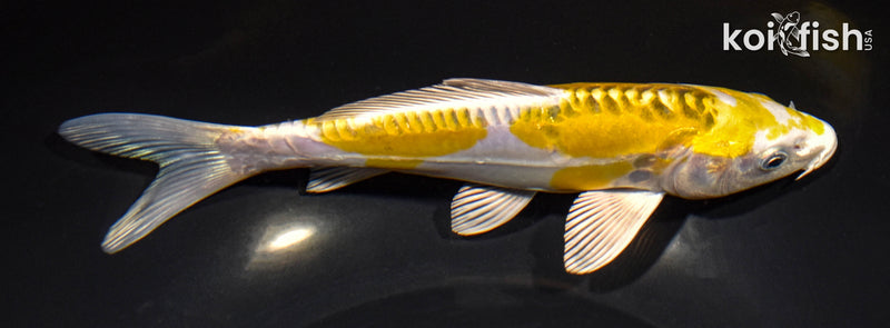 7.75" DOITSU KUJAKU