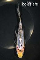 6.75" SHUBUNKIN GOLDFISH